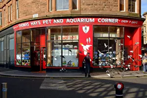 Glasgow Prints: thomas hays pet shop aquarium corner glasgow uk
