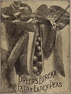 Crops Prints: Thomas Laxton. An early variety of large-podded Pea