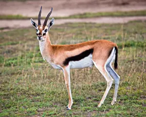 Antelope Prints: Thomson's gazelle (Eudorcas thomsonii) in the Serengeti, Tanzania, Africa