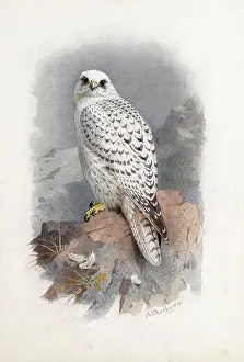 Painters Prints: Thorburn Archibald - a Greenland Falcon - British School - 19th Century