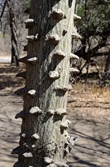 Thorny bark of the Knob thorn Acacia Tree Senegalia nigrescens Botswana Africa