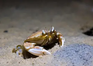 Crustaceans Prints: A Three-spot swimming crab (Ovalipes trimaculatus) on the ocean floor