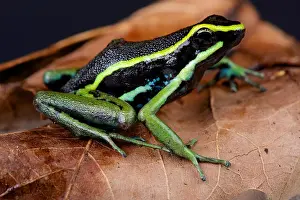 Dart Frog Prints: Three-striped poison dart frog / Ameerega trivittata
