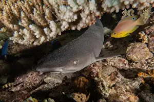 Under Sea Prints: Thresher Shark swimming in the Sea of the Philippines