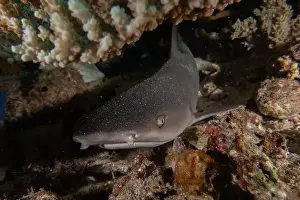 Under Sea Prints: Thresher Shark swimming in the Sea of the Philippines