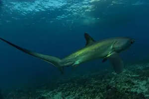 Ocean Conservation Prints: Thresher Shark swimming in the Sea of the Philippines