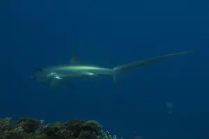 Marine Biodiversity Prints: Thresher Shark swimming in the Sea of the Philippines