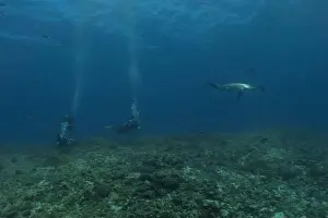 Marine Biodiversity Prints: Thresher Shark swimming in the Sea of the Philippines