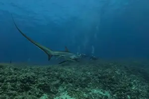 Marine Biodiversity Prints: Thresher Shark swimming in the Sea of the Philippines