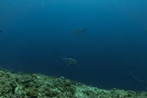 Apex Predator Prints: Thresher Shark swimming in the Sea of the Philippines