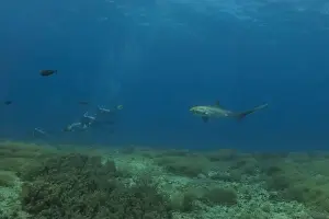 Apex Predator Prints: Thresher Shark swimming in the Sea of the Philippines