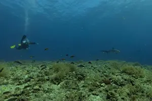 Apex Predator Prints: Thresher Shark swimming in the Sea of the Philippines