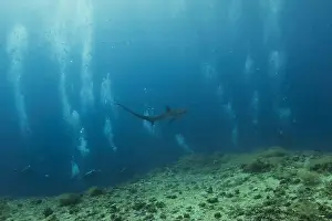 Coral Reefs Prints: Thresher Shark swimming in the Sea of the Philippines