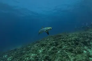 Coral Reefs Prints: Thresher Shark swimming in the Sea of the Philippines