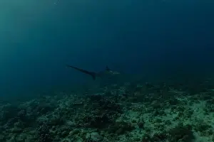 Coral Reefs Prints: Thresher Shark swimming in the Sea of the Philippines