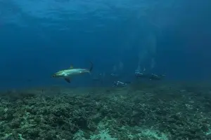 Coral Reefs Prints: Thresher Shark swimming in the Sea of the Philippines