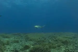 Coral Reefs Prints: Thresher Shark swimming in the Sea of the Philippines