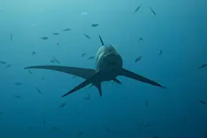 Coral Reefs Prints: Thresher Shark swimming in the Sea of the Philippines