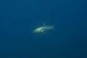 Coral Reefs Prints: Thresher Shark swimming in the Sea of the Philippines