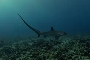 Coral Reefs Prints: Thresher Shark swimming in the Sea of the Philippines