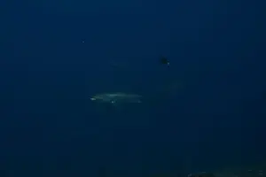 Coral Reefs Prints: Thresher Shark swimming in the Sea of the Philippines