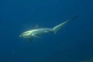 Coral Reefs Prints: Thresher Shark swimming in the Sea of the Philippines