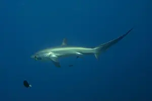 Coral Reefs Prints: Thresher Shark swimming in the Sea of the Philippines