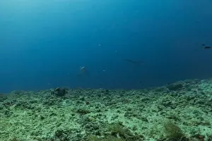 Coral Reefs Prints: Thresher Shark swimming in the Sea of the Philippines