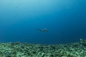 Coral Reefs Prints: Thresher Shark swimming in the Sea of the Philippines
