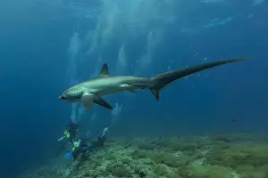 Coral Reefs Prints: Thresher Shark swimming in the Sea of the Philippines