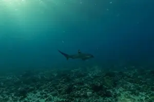 Coral Reefs Prints: Thresher Shark swimming in the Sea of the Philippines