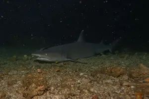 Coral Reefs Prints: Thresher Shark swimming in the Sea of the Philippines