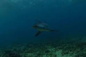 Coral Reefs Prints: Thresher Shark swimming in the Sea of the Philippines