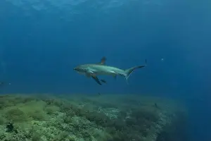 Coral Reefs Prints: Thresher Shark swimming in the Sea of the Philippines