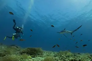 Coral Reefs Prints: Thresher Shark swimming in the Sea of the Philippines