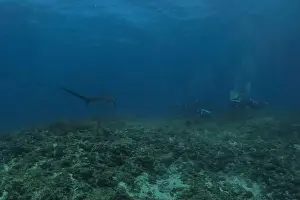 Coral Reefs Prints: Thresher Shark swimming in the Sea of the Philippines