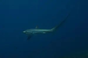Coral Reefs Prints: Thresher Shark swimming in the Sea of the Philippines