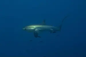 Coral Reefs Prints: Thresher Shark swimming in the Sea of the Philippines