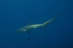 Coral Reefs Prints: Thresher Shark swimming in the Sea of the Philippines