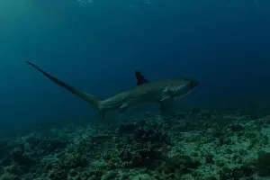 Coral Reefs Prints: Thresher Shark swimming in the Sea of the Philippines