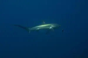 Coral Reefs Prints: Thresher Shark swimming in the Sea of the Philippines