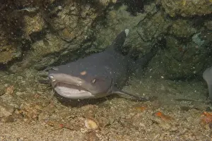Coral Reefs Prints: Thresher Shark swimming in the Sea of the Philippines