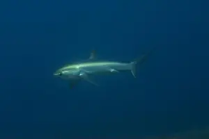 Coral Reefs Prints: Thresher Shark swimming in the Sea of the Philippines