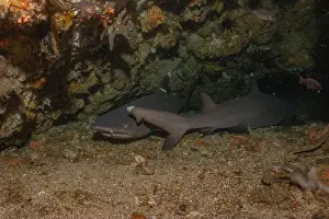 Coral Reefs Prints: Thresher Shark swimming in the Sea of the Philippines