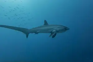 Coral Reefs Prints: Thresher Shark swimming in the Sea of the Philippines