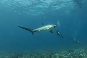 Coral Reefs Prints: Thresher Shark swimming in the Sea of the Philippines