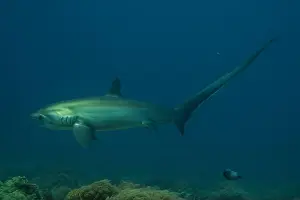 Coral Reefs Prints: Thresher Shark swimming in the Sea of the Philippines