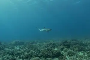 Coral Reefs Prints: Thresher Shark swimming in the Sea of the Philippines