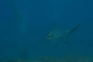 Coral Reefs Prints: Thresher Shark swimming in the Sea of the Philippines