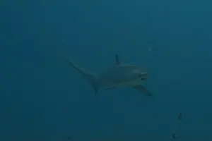 Coral Reefs Prints: Thresher Shark swimming in the Sea of the Philippines